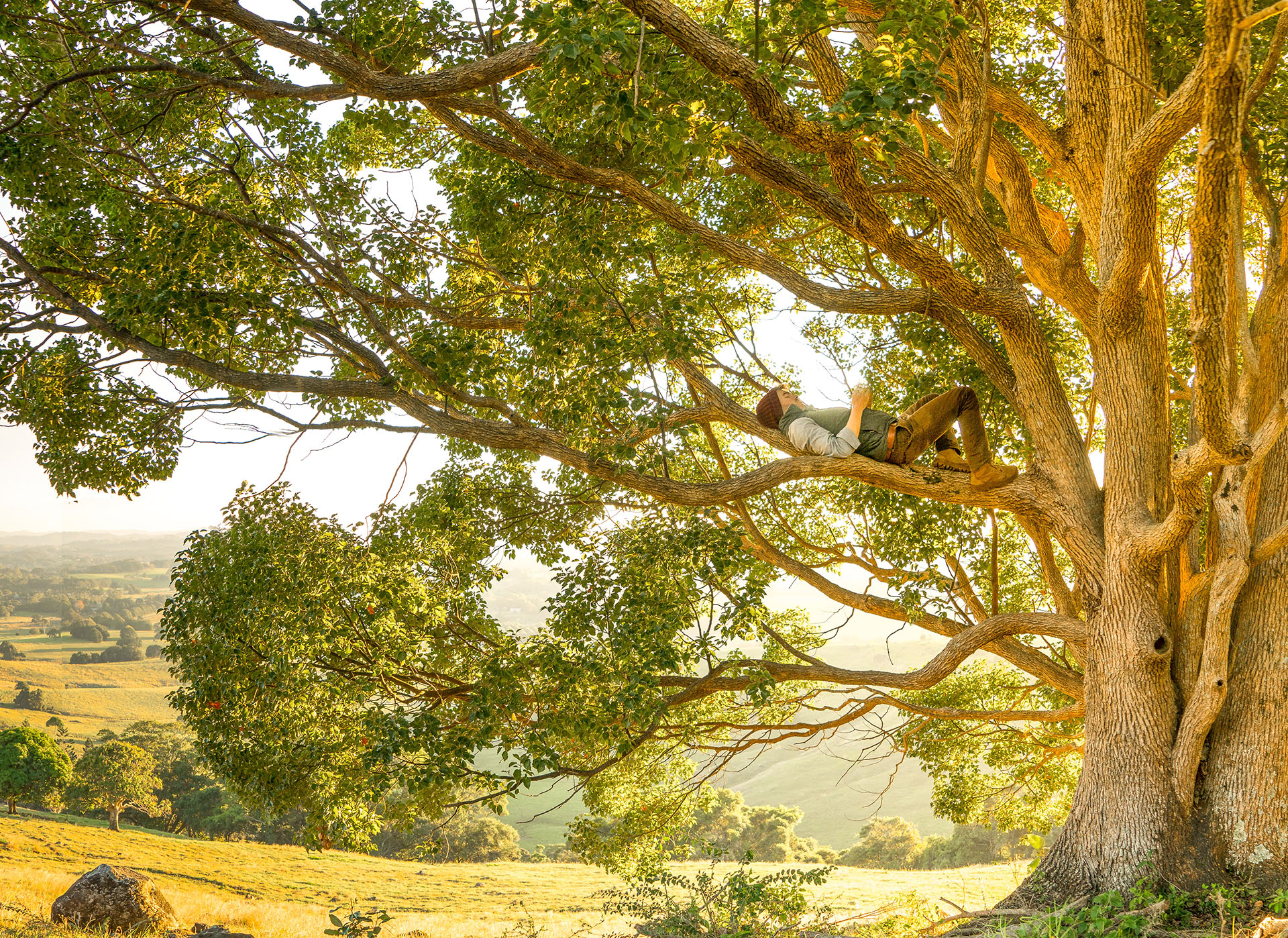 O que é uma árvore genealógica bem sucedida?